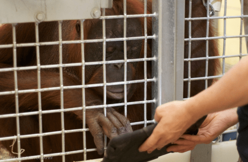 Even Orangutans Love Using the iPad [Photos]