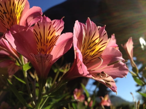 These Photos Were Taken With the iPhone 4S [Gallery]