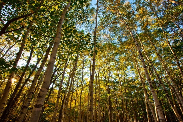 Apple Partners With The Conservation Fund to Help Protect Forests in the U.S.