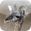 iLiveMath Animals Of Africa 1.1 Released