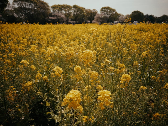Yellow flower field photographed with the Dawn Look