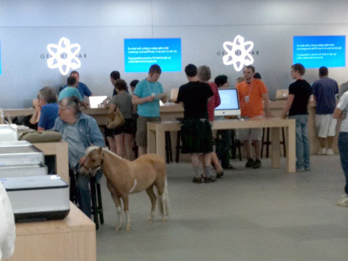 There is a Horse in the Apple Store [Photo]
