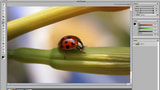 Nolobe Introduces Iris Image Editor
