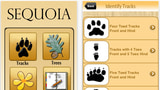 Sequoia Tracks, Trees, And Wildflowers For iOS