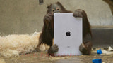 Even Orangutans Love Using the iPad [Photos]