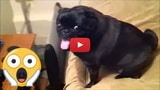 This Dog Hates the iPhone [Video, Humor]
