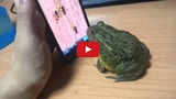 Real Frog Plays Ant Smasher on Smartphone [Video]