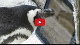 Even Penguins Can Play Games on the iPad [Video]