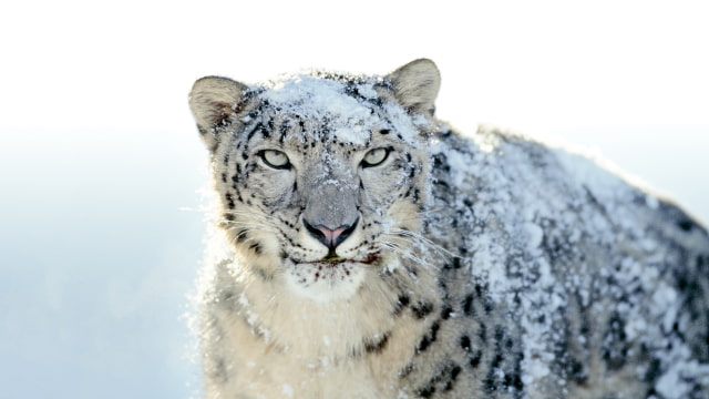 Apple Seeds New Version of Snow Leopard