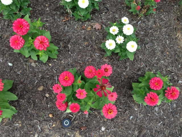 Apple iPhone 5 vs. Nokia Lumia 1020: Camera Comparison [Photos]