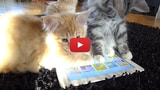 Animals Playing On iPads [Video]