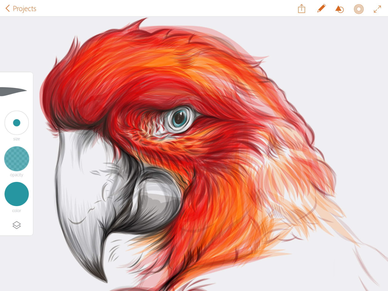 Animal How To Draw Adobe Sketch for Kids