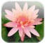 Muli Mobile Releases FlowerPedia 1.2