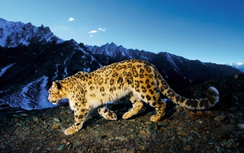 Snow Leopard vs Windows 7: Desktop Pictures