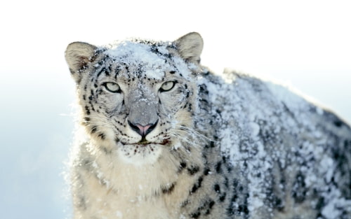 Snow Leopard vs Windows 7: Desktop Pictures