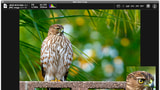 Quick Look Plugin for Digital Photography
