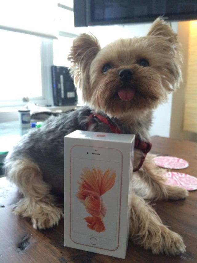 Rose Gold iPhone 6s Arrives Early for One Lucky Customer, Promptly Benchmarked [Photos]