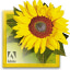 Adobe Unveils Photoshop Elements 6 for Mac