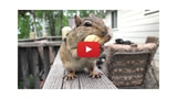 Apple Posts Two New 'Shot on iPhone' Videos Featuring a Chipmunk and an Ant [Watch]