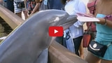 Dolphin Says No to iPad Photography, Snatches Away Woman's iPad [Video]