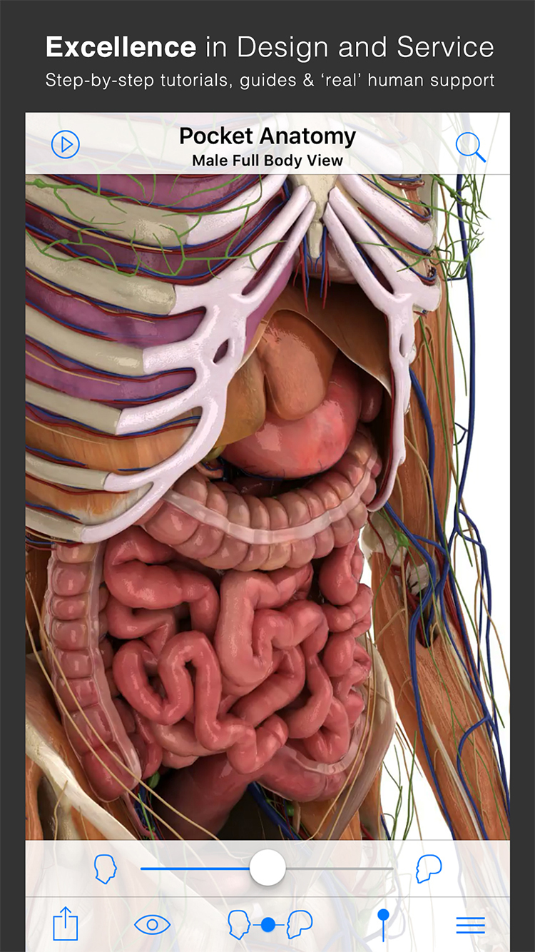 Download the Pocket Anatomy App for Free [Deal]