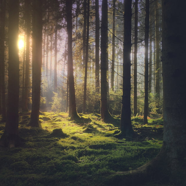 Apple Launches &#039;Shot on iPhone&#039; Photography Contest