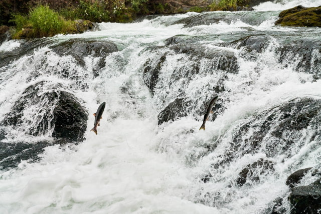 Apple to Source Gold From Miners Who Commit to Restoring the Land They&#039;re Operating On