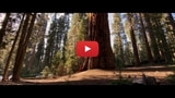 Cinematic Footage Shot in Sequoia National Park With an iPhone 11 Pro Max [Video]