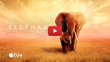 Apple Posts Trailer for 'The Elephant Queen' [Video]
