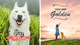 Adobe Releases Adobe Photoshop Elements 2021 and Premiere Elements 2021
