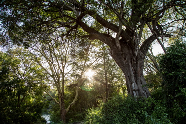 Apple Launches $200 Million Restore Fund