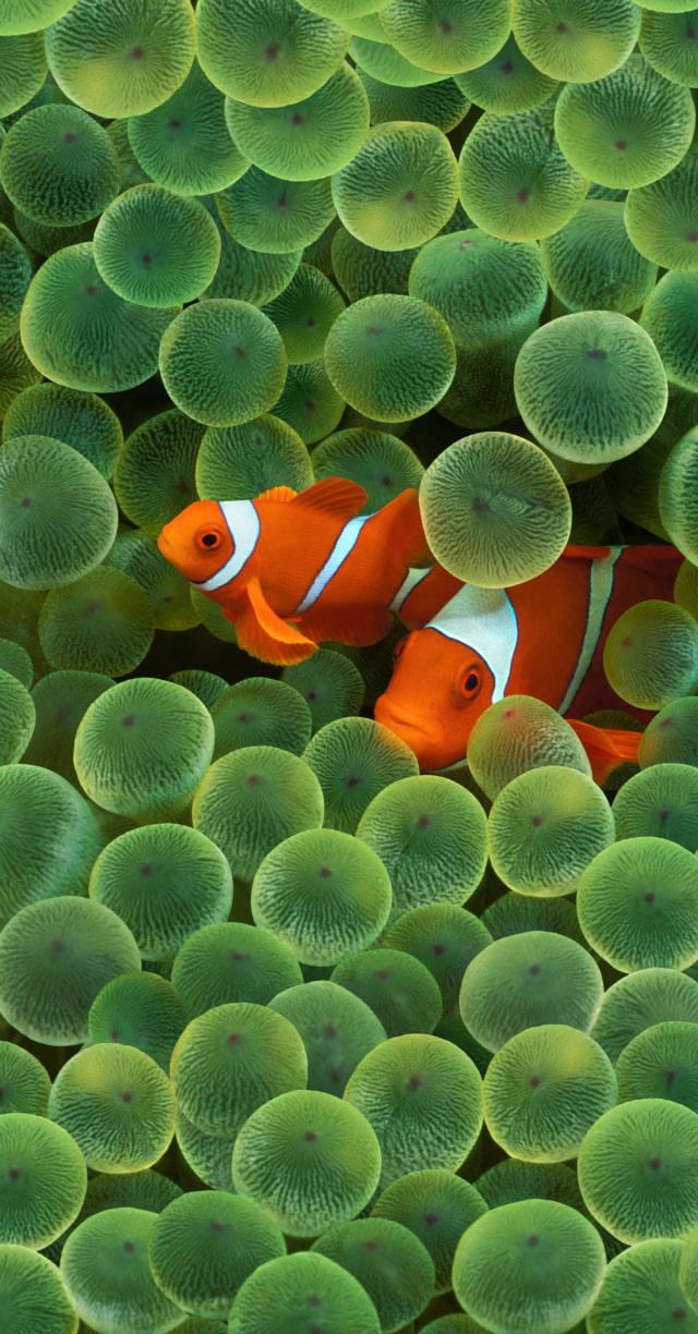 False Clown Anemonefish (Clown Fish)