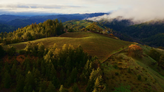Download the Official macOS Sonoma Wallpaper Here