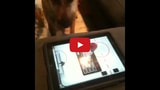 Dog Plays Air Hockey on the iPad [Video]