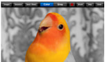 Pocket Pixels Releases ColorSplash for iPad