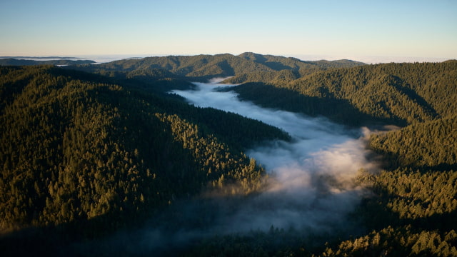 Apple Announces New Redwood Forest Project to Help Meet 2030 Carbon Neutral Goal